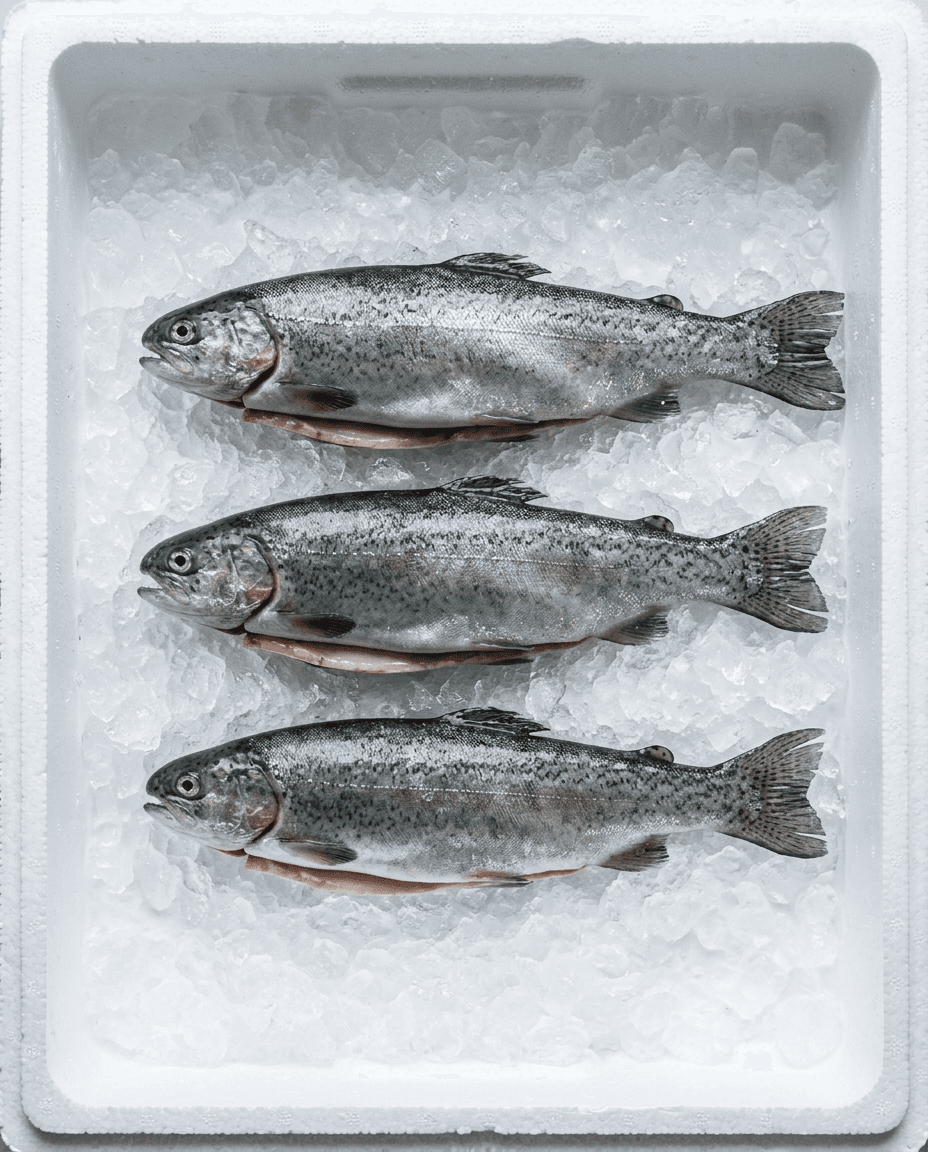 Chilled Trout