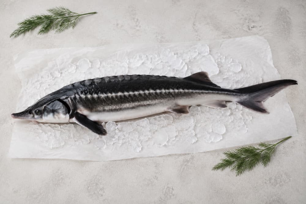 Fresh sturgeon on ice