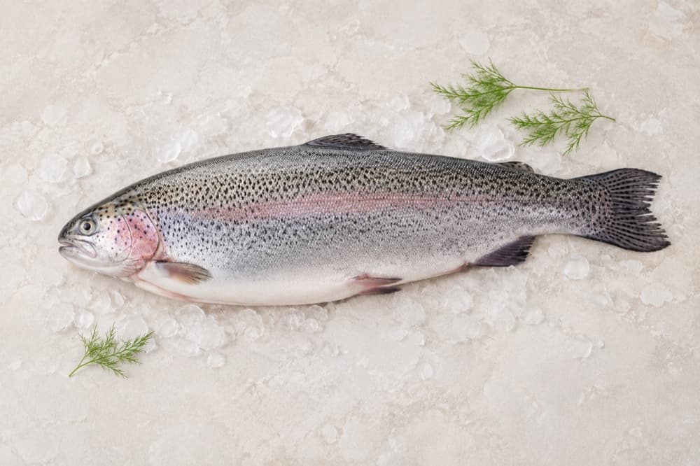 Trout on ice